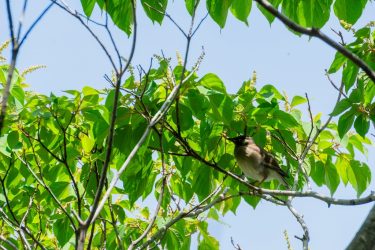 【癒し】鳥のさえずりで癒される：最高のリラックス音楽プレイリスト【1時間】