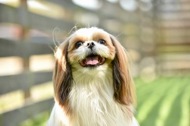 【癒し画像特集】シーズー犬の可愛い瞬間を集めました！最高の癒しをお届け